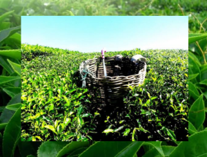 भारत में चाय का प्रवेश कैसे हुआ? भारत में चाय का इतिहास और उससे जुड़े ऐतिहासिक तथ्य हिंदी में