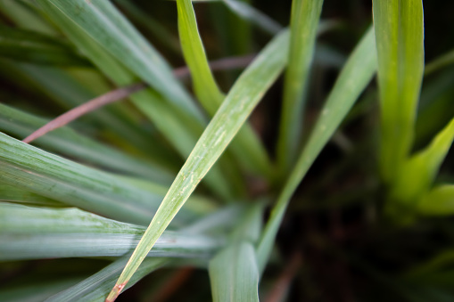 सिट्रोनेला घास-Citronella Grass